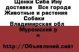 Щенки Сиба Ину доставка - Все города Животные и растения » Собаки   . Владимирская обл.,Муромский р-н